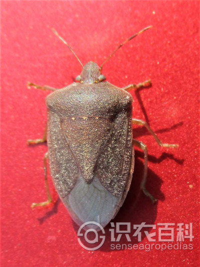 蝽