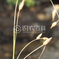 柑橘黄叶症状示例0