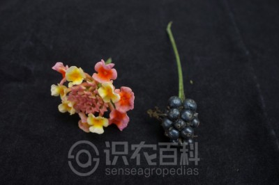 马缨丹