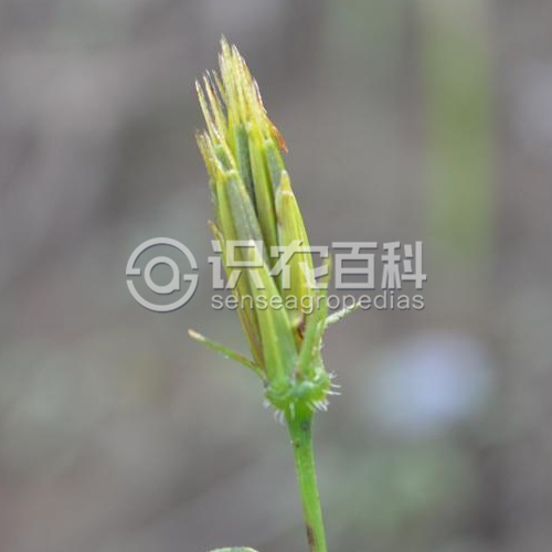 柑橘黄叶症状示例3
