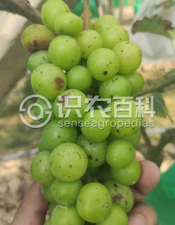 柑橘黄叶症状示例4