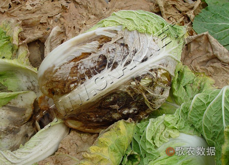 柑橘黄叶症状示例4