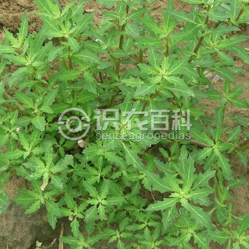 柑橘黄叶症状示例1