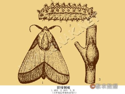 丽绿刺蛾