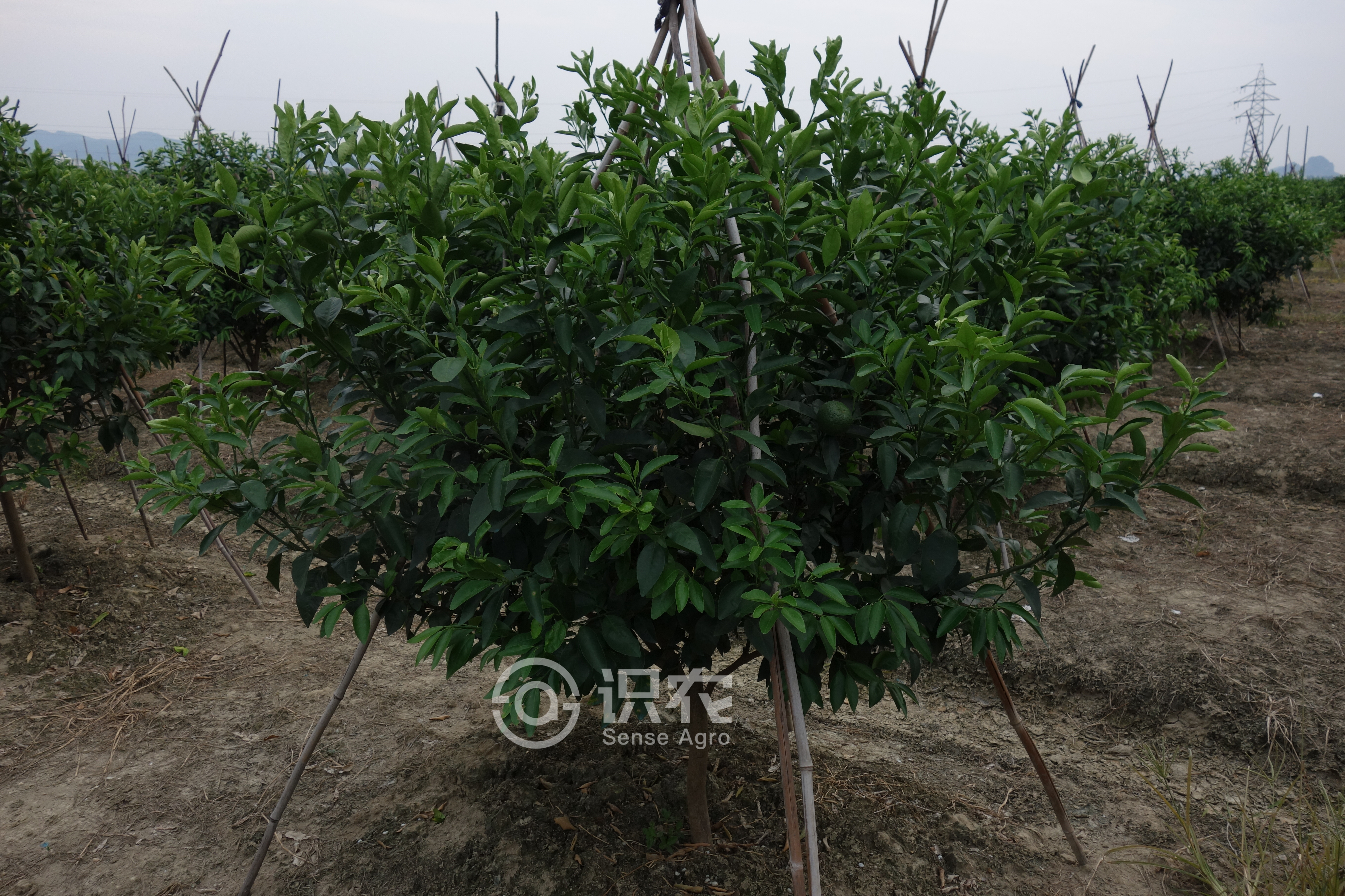 柑橘黄叶症状示例3
