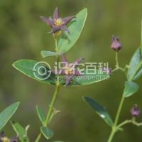 柑橘黄叶症状示例0