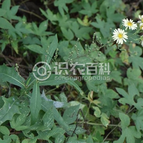 柑橘黄叶症状示例3