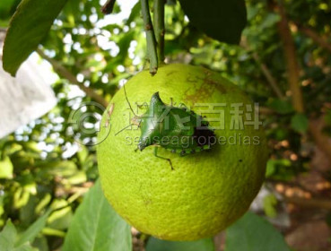 柑橘黄叶症状示例3