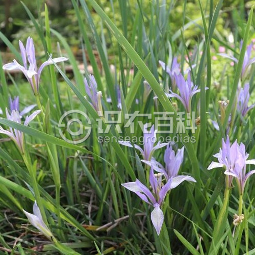 柑橘黄叶症状示例2