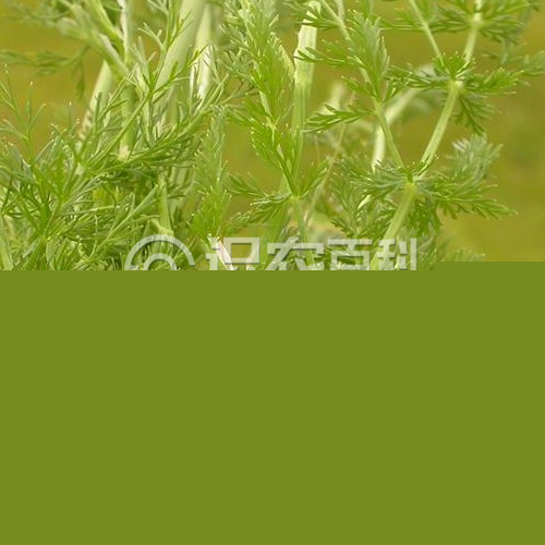柑橘黄叶症状示例3