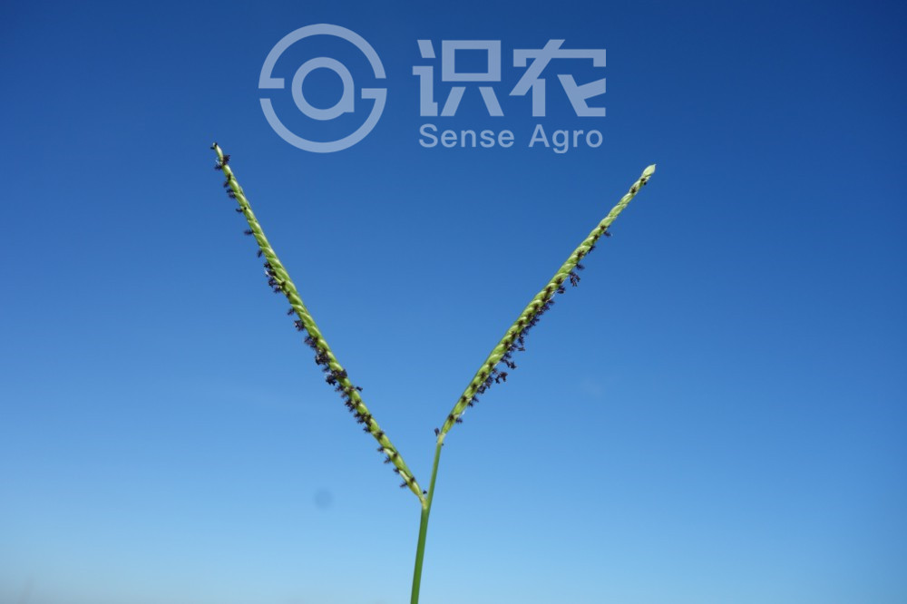 柑橘黄叶症状示例2