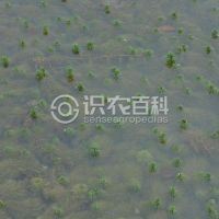 柑橘黄叶症状示例0
