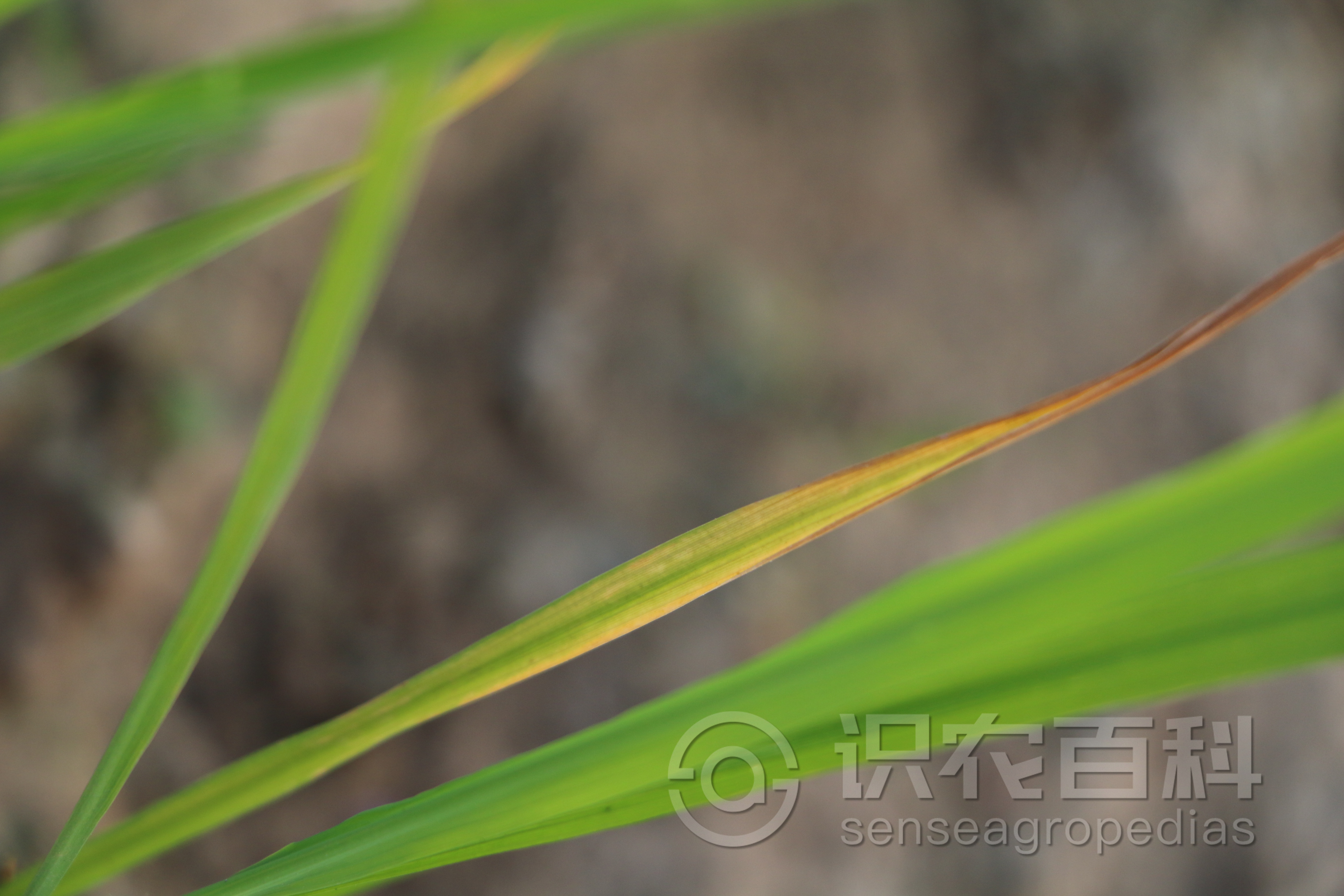 柑橘黄叶症状示例1