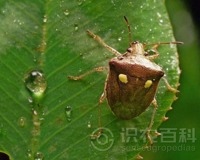 柑橘黄叶症状示例2
