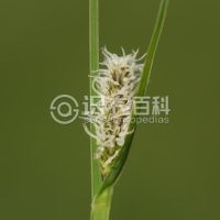 柑橘黄叶症状示例0