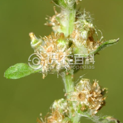 匙叶鼠麴草