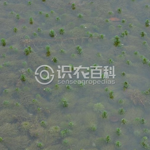 柑橘黄叶症状示例1