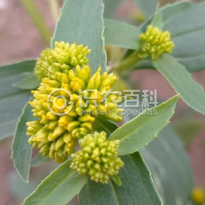 黄顶菊