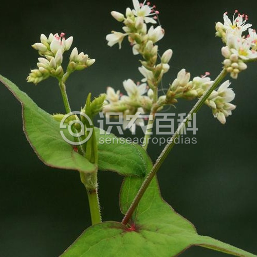 柑橘黄叶症状示例3