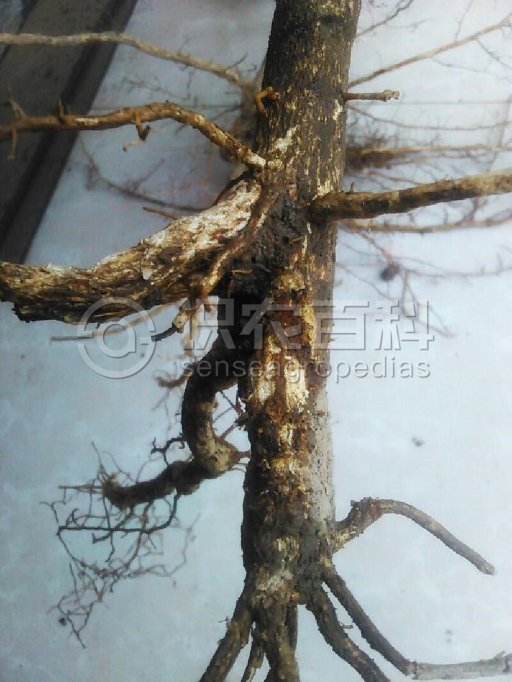 柑橘黄叶症状示例4