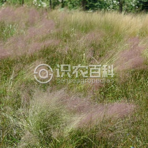 柑橘黄叶症状示例3