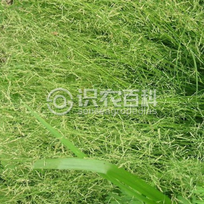 微药碱茅