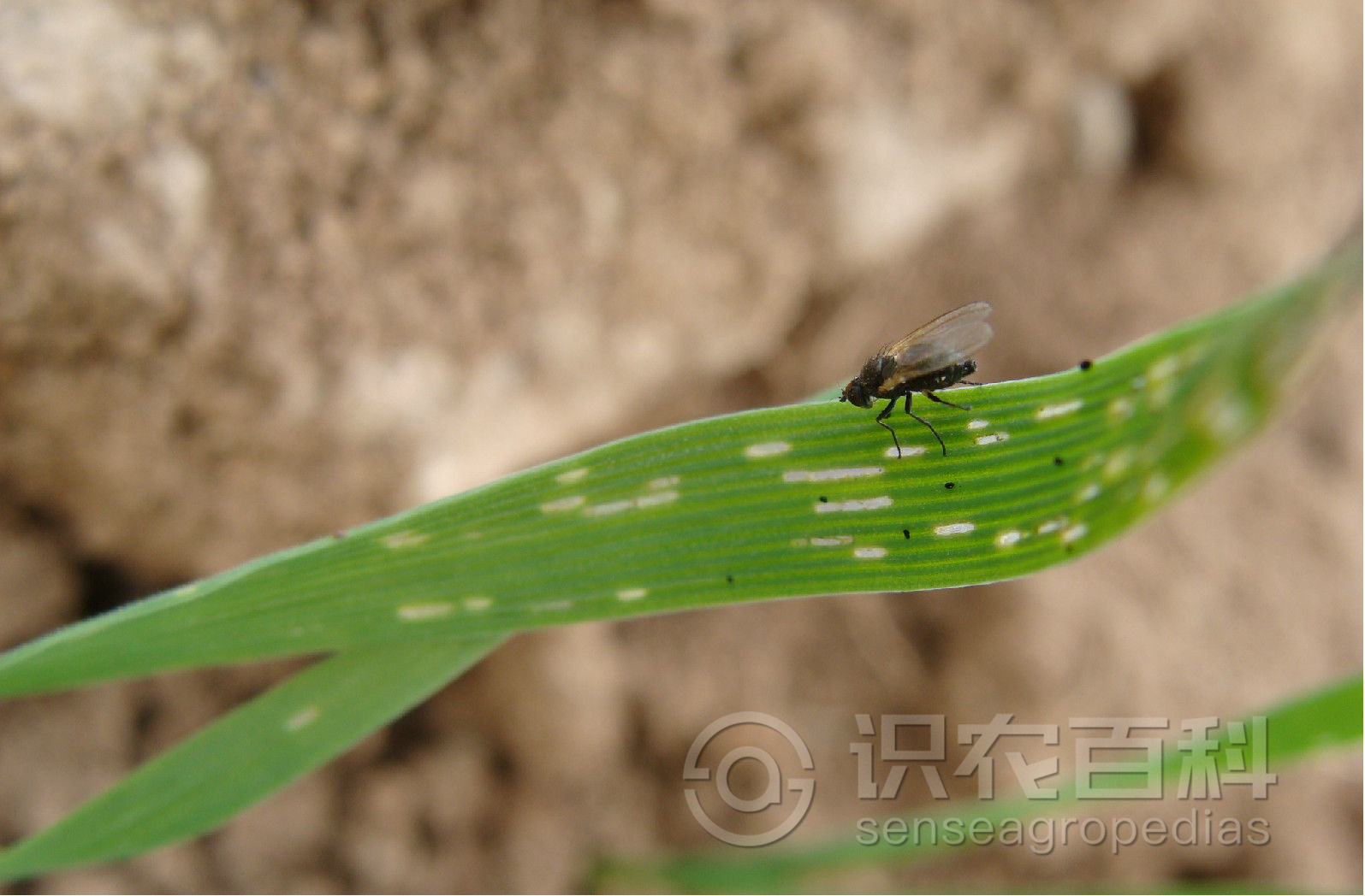 柑橘黄叶症状示例1