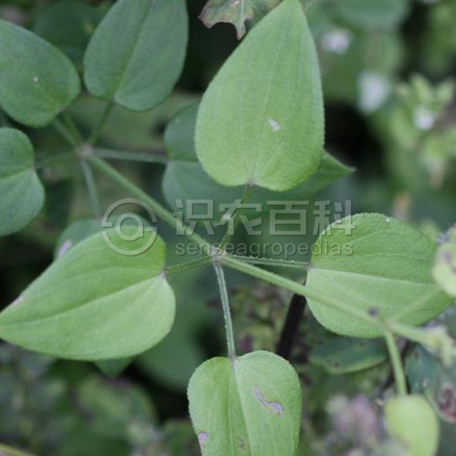 柑橘黄叶症状示例5