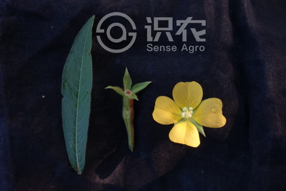 柑橘黄叶症状示例1