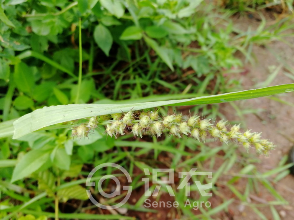 柑橘黄叶症状示例2