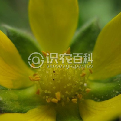 匍匐委陵菜