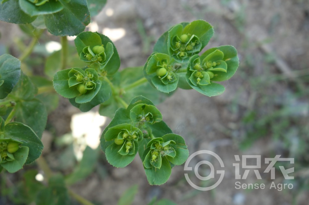 柑橘黄叶症状示例2
