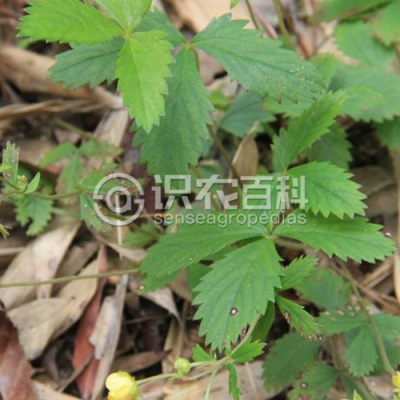 三叶朝天委陵菜