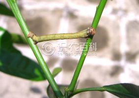 柑橘黄叶症状示例0