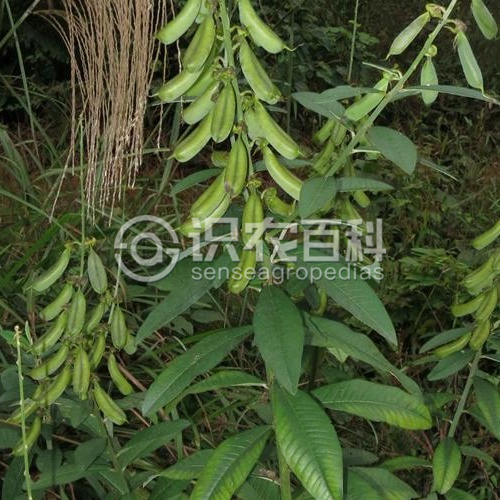 柑橘黄叶症状示例3