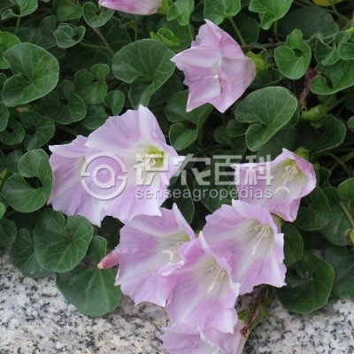 肾叶打碗花