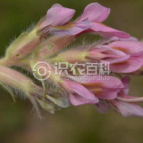柑橘黄叶症状示例2