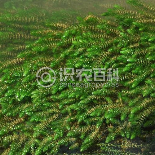 柑橘黄叶症状示例2