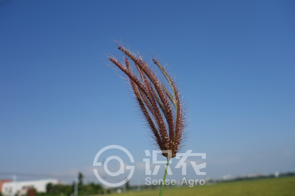 柑橘黄叶症状示例1