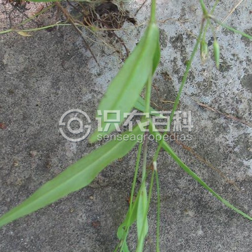 柑橘黄叶症状示例3