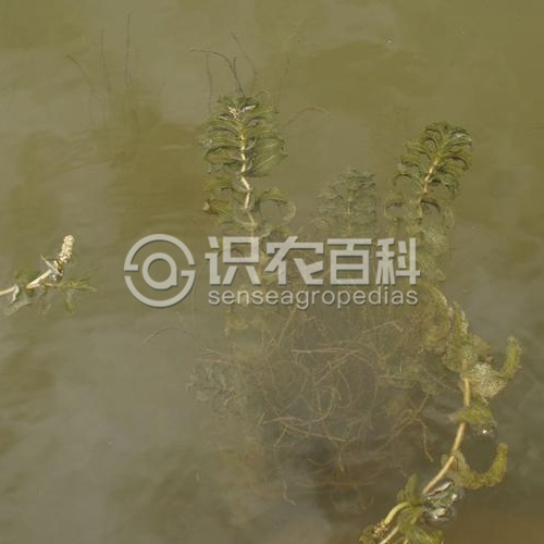 柑橘黄叶症状示例2