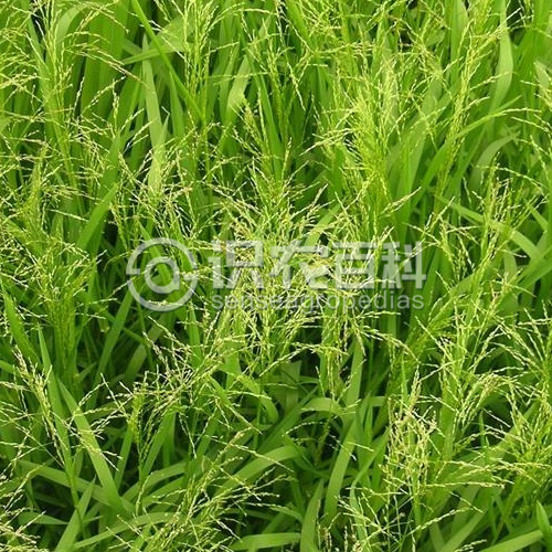 柑橘黄叶症状示例2