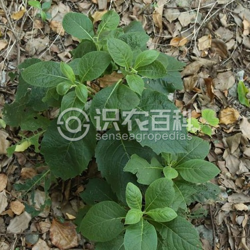 柑橘黄叶症状示例1