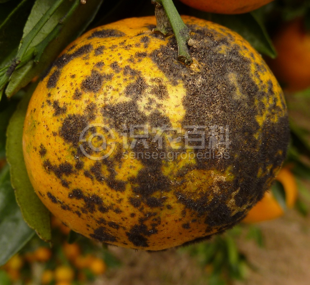 柑橘黄叶症状示例4