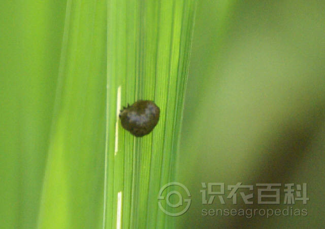 柑橘黄叶症状示例4