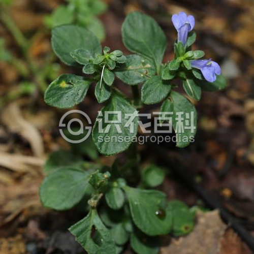 柑橘黄叶症状示例3