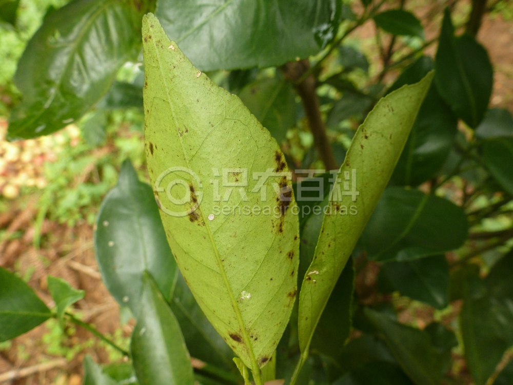 柑橘黄叶症状示例2