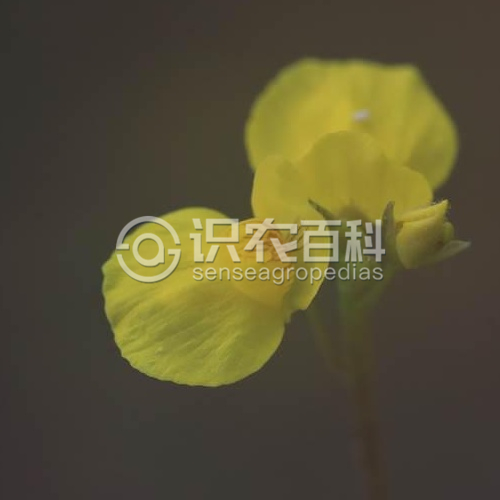 柑橘黄叶症状示例3