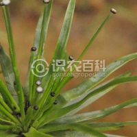 柑橘黄叶症状示例0