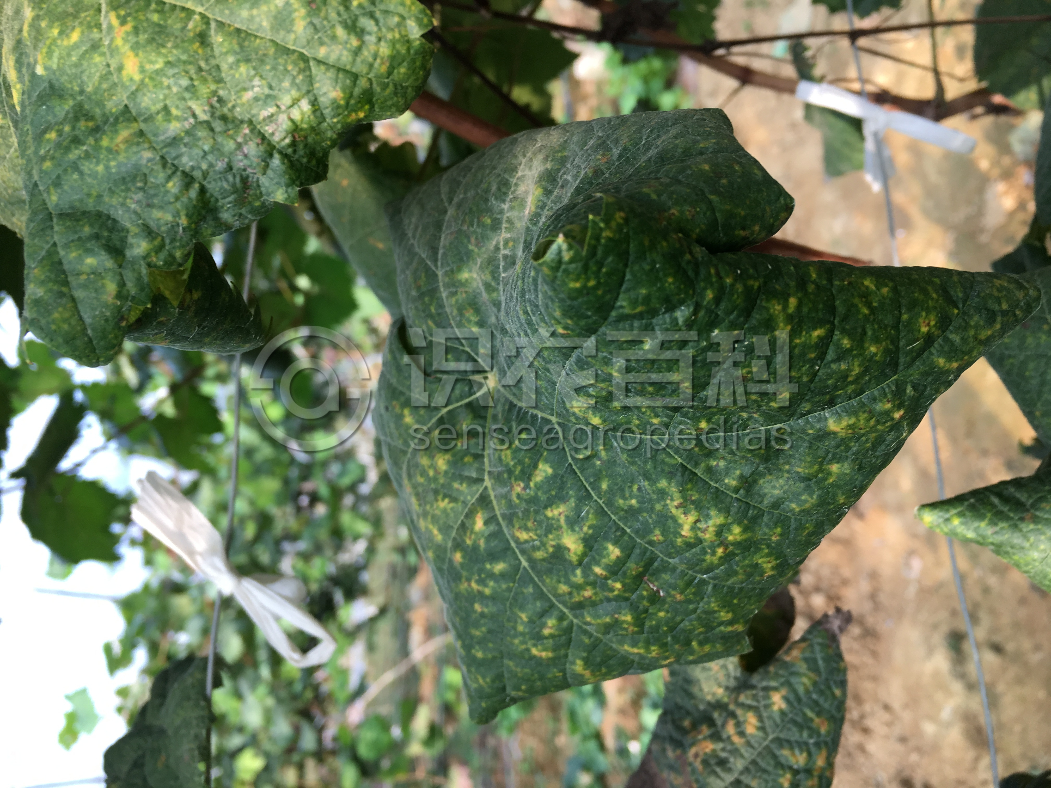 柑橘黄叶症状示例1